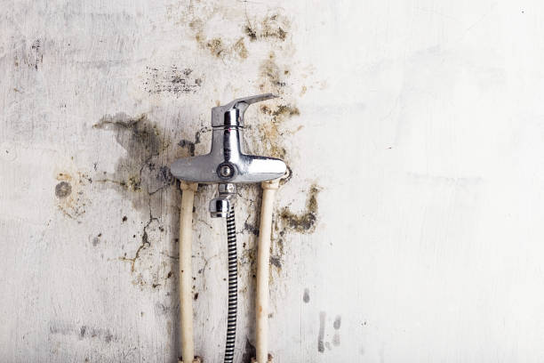 Best Toxic Mold Removal  in Millers Falls, MA