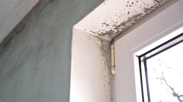 Best Commercial Mold Removal  in Millers Falls, MA