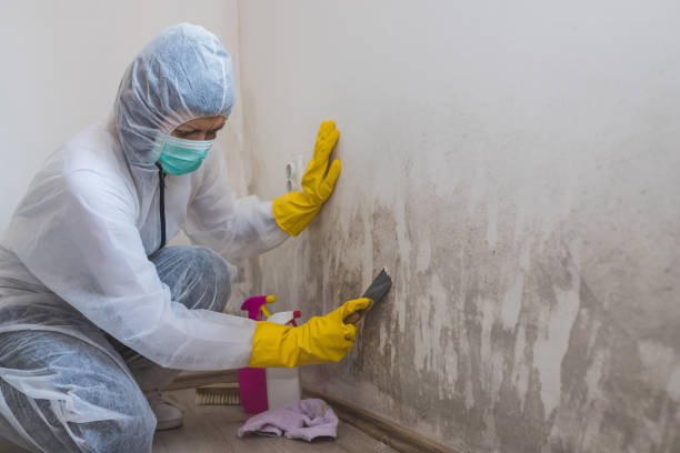 Best Crawl Space Mold Removal  in Millers Falls, MA