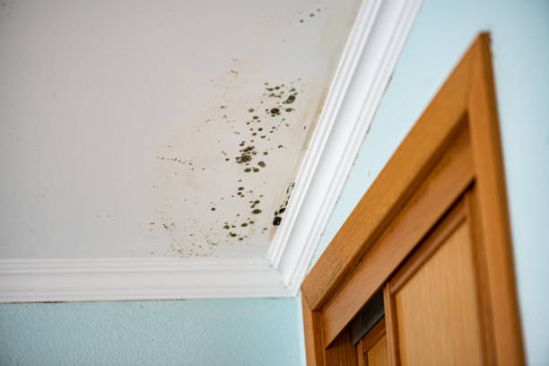 Best Attic Mold Removal  in Millers Falls, MA