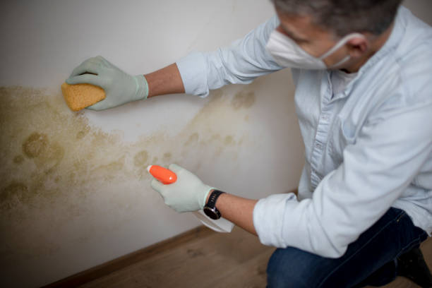 Best Mold Cleaning Services  in Millers Falls, MA