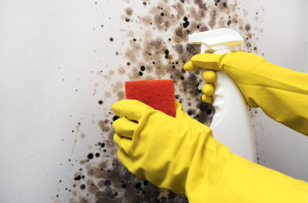 Best Mold Testing  in Millers Falls, MA